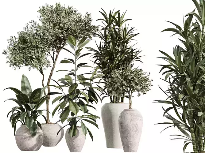 AV Indoor Plants Set 399 Olive Warneckii Ficus 