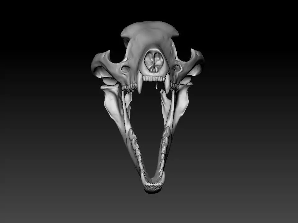 Thylacine - Tasmanian Tiger skull 3D print model_5