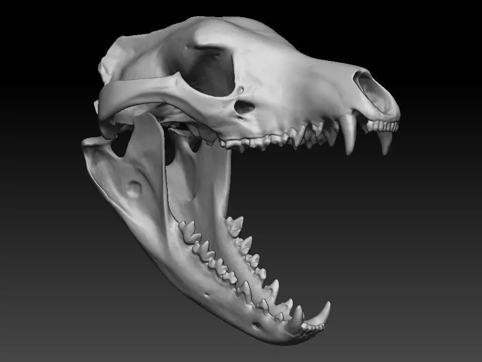 Thylacine - Tasmanian Tiger skull 3D print model_3