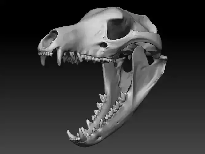 Thylacine - Tasmanian Tiger skull 