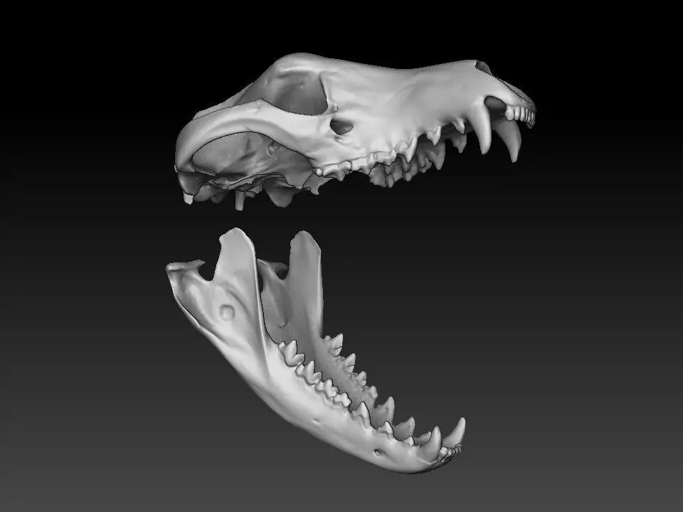 Thylacine - Tasmanian Tiger skull 3D print model_4