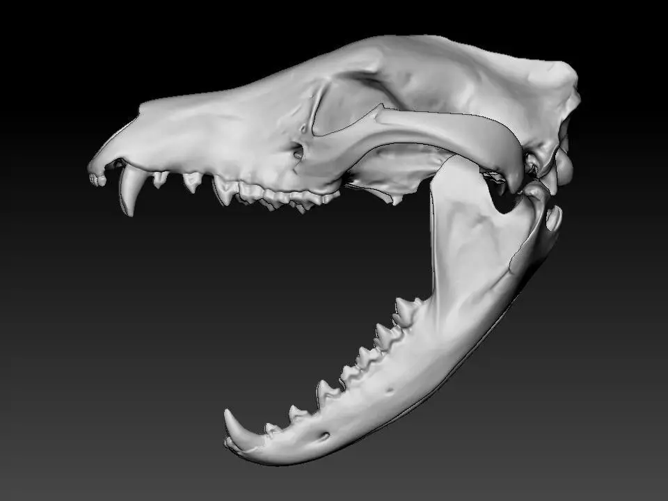 Thylacine - Tasmanian Tiger skull 3D print model_2