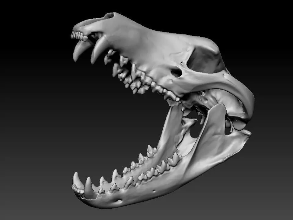 Thylacine - Tasmanian Tiger skull 3D print model_1