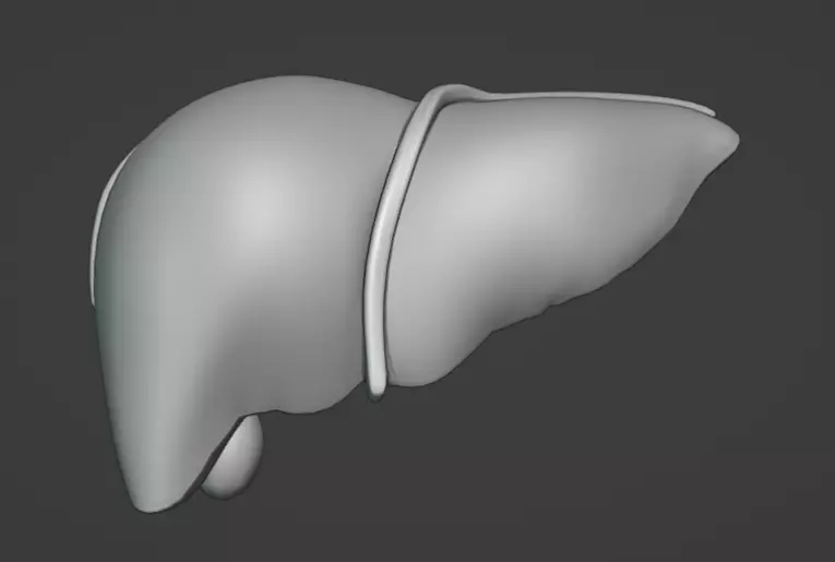 Liver Damage Stages Low-poly 3D model_15