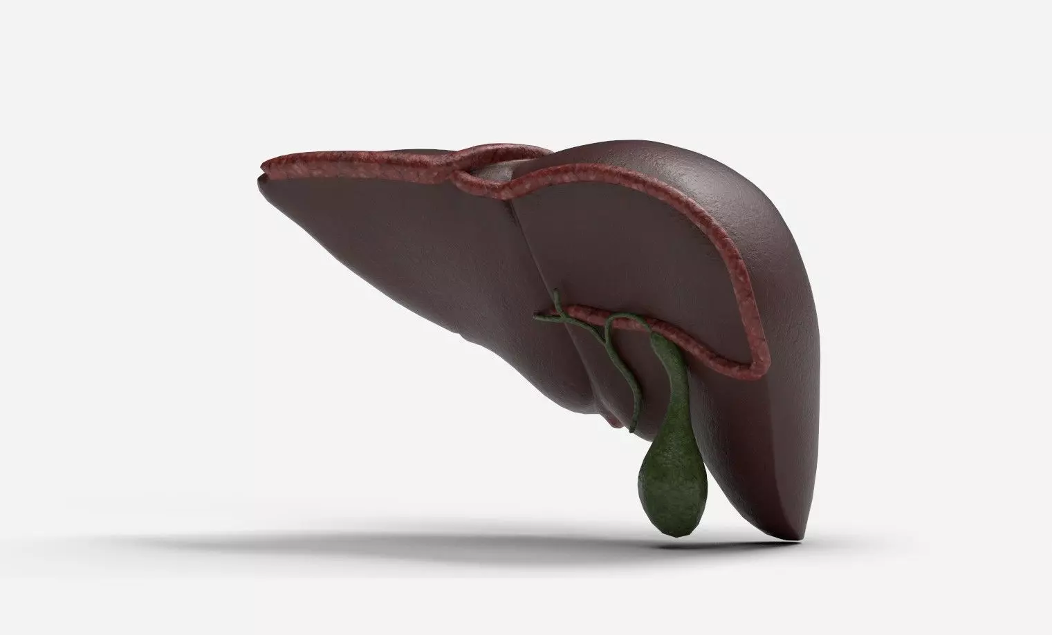 Liver Damage Stages Low-poly 3D model_9