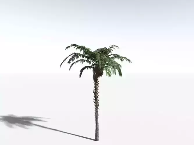 EVERYPlant Black Tree Fern