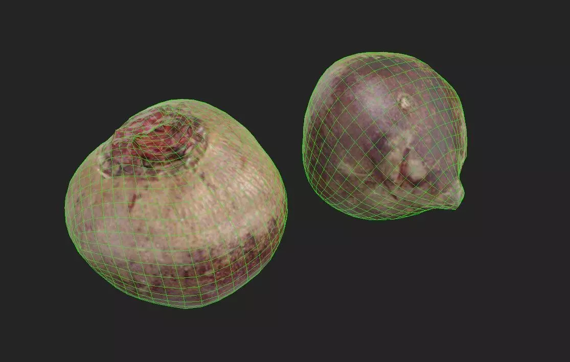 Beet M04 Low-poly 3D model_1