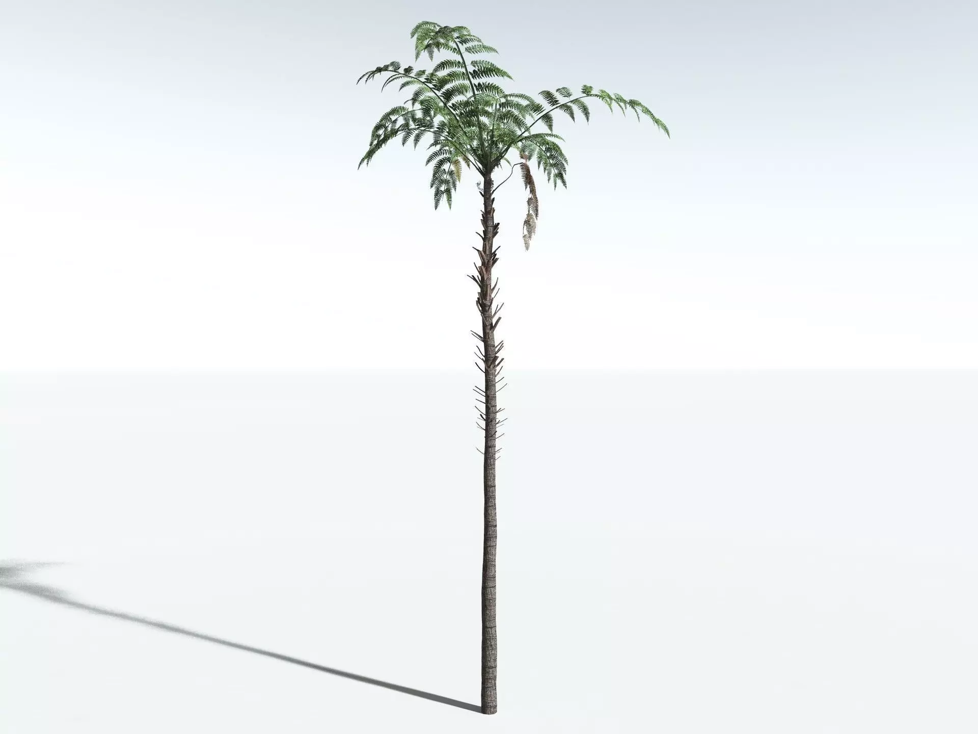 EVERYPlant Black Tree Fern LowPoly Low-poly 3D model_6
