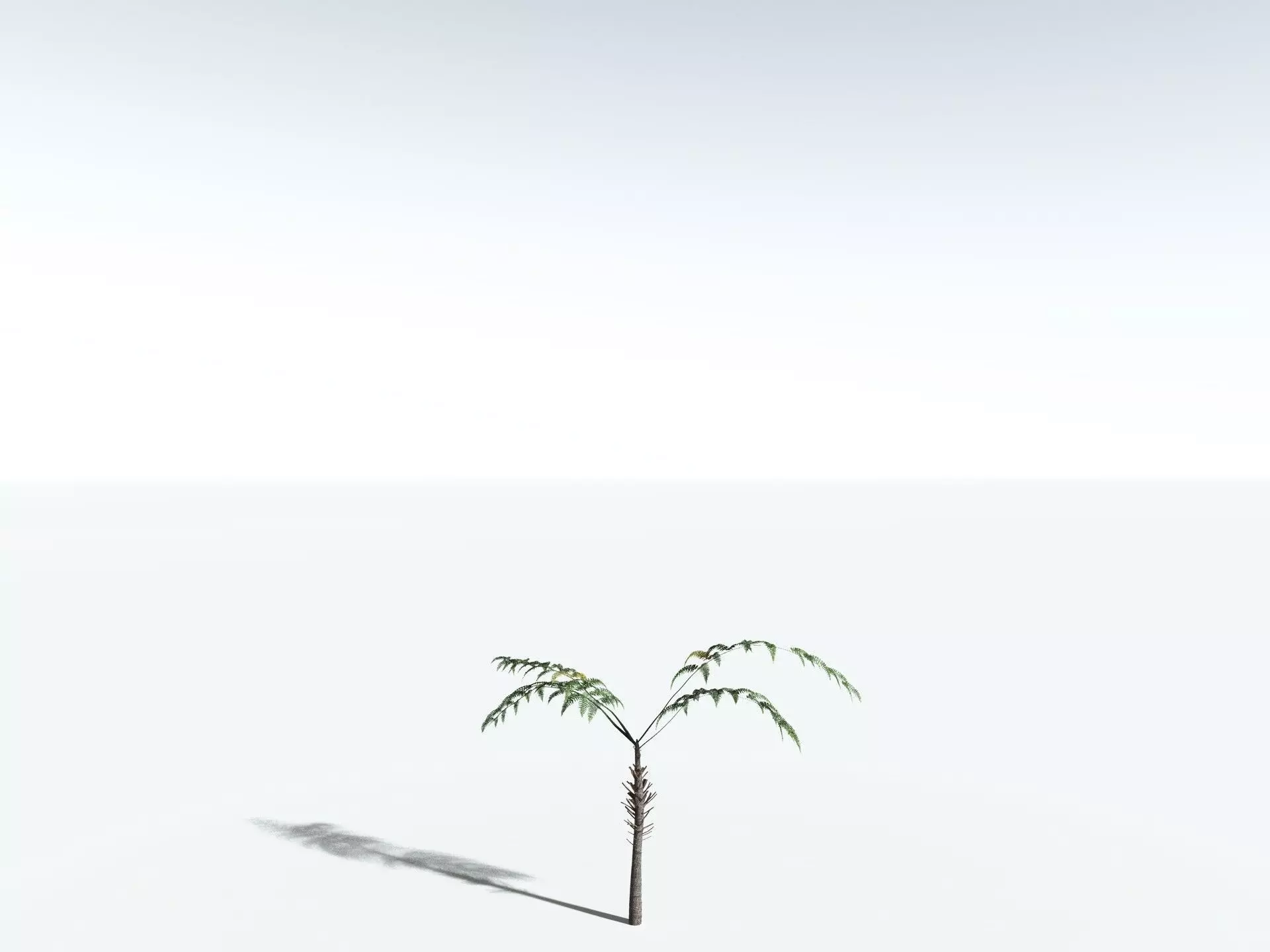 EVERYPlant Black Tree Fern LowPoly Low-poly 3D model_24