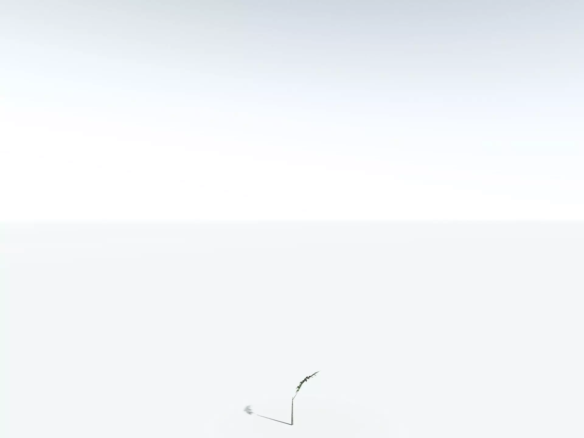 EVERYPlant Black Tree Fern LowPoly Low-poly 3D model_26