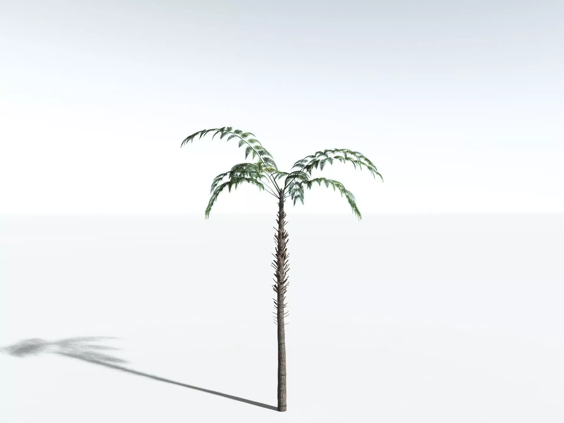 EVERYPlant Black Tree Fern LowPoly Low-poly 3D model_22