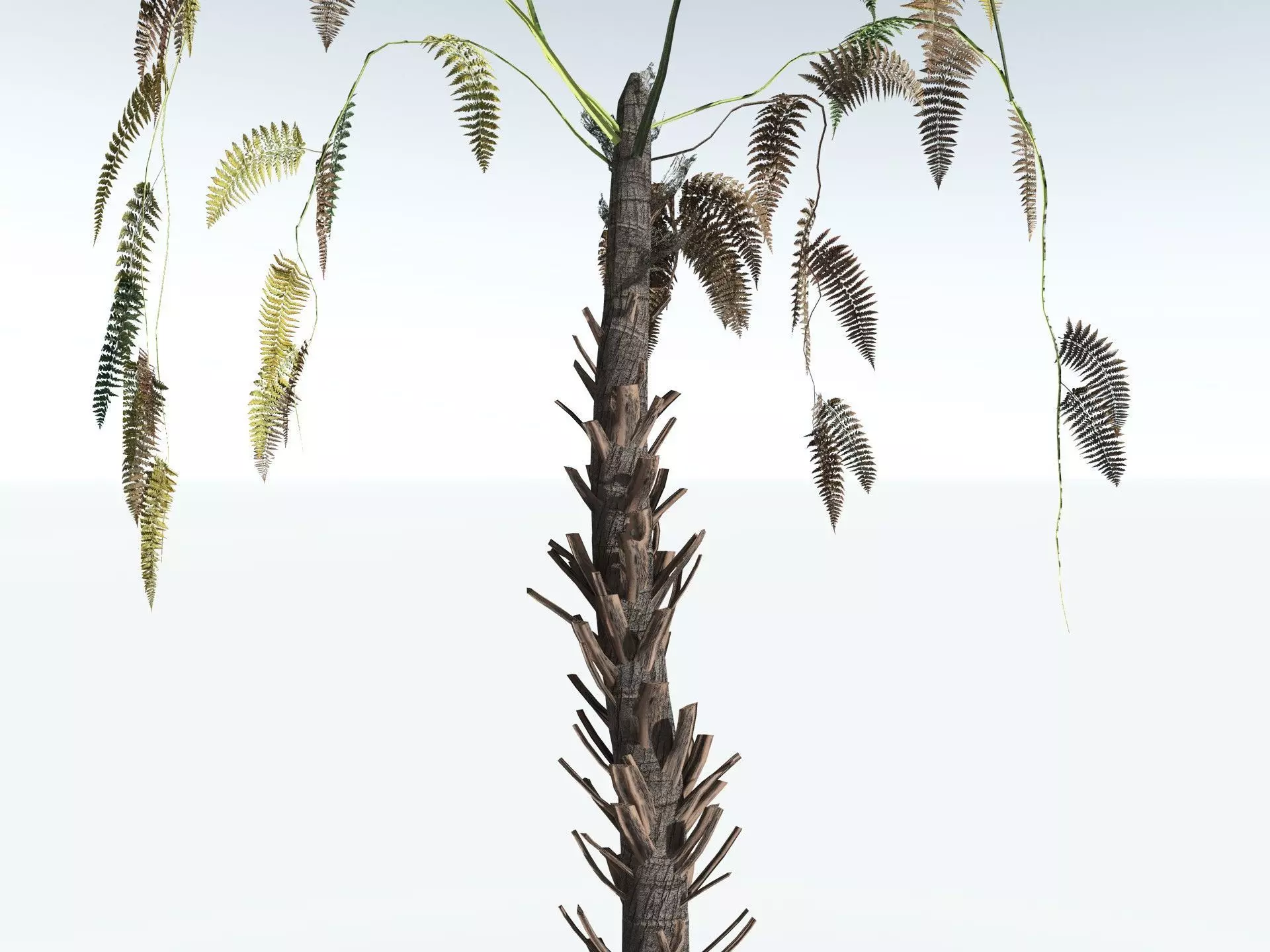 EVERYPlant Black Tree Fern LowPoly Low-poly 3D model_17