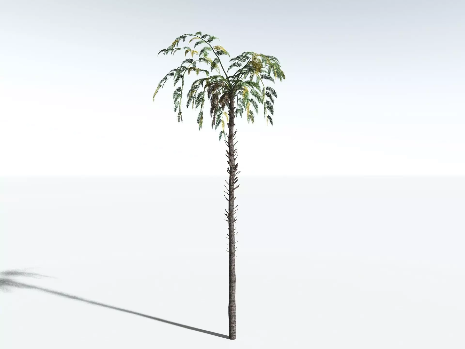 EVERYPlant Black Tree Fern LowPoly Low-poly 3D model_12
