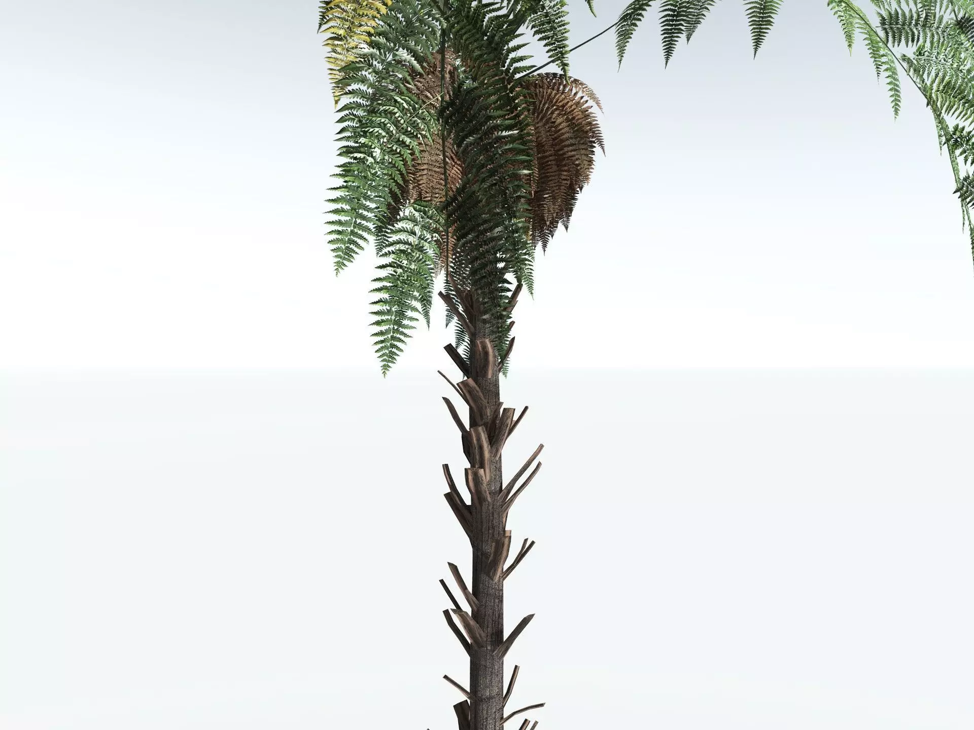 EVERYPlant Black Tree Fern LowPoly Low-poly 3D model_21