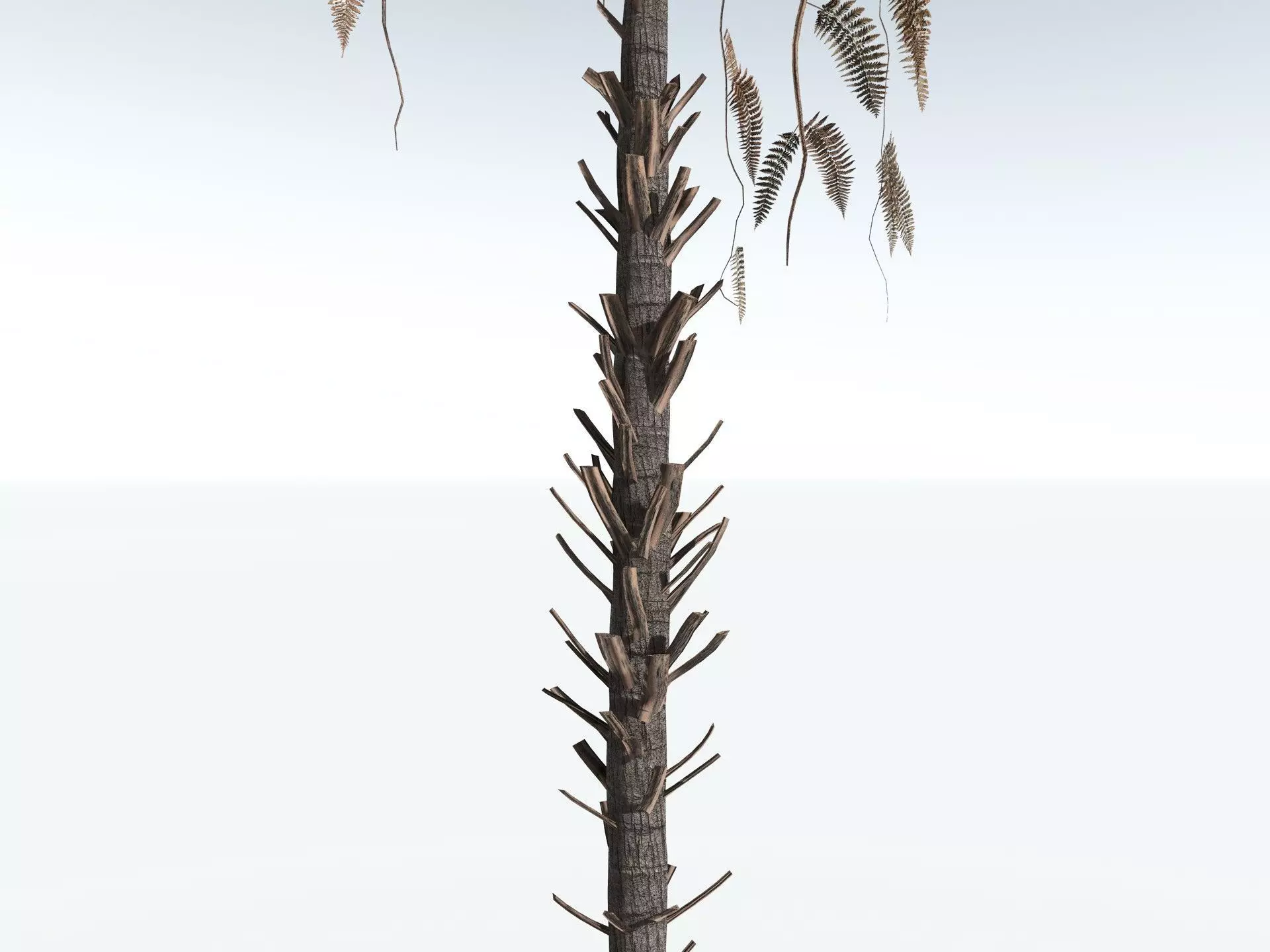 EVERYPlant Black Tree Fern LowPoly Low-poly 3D model_19