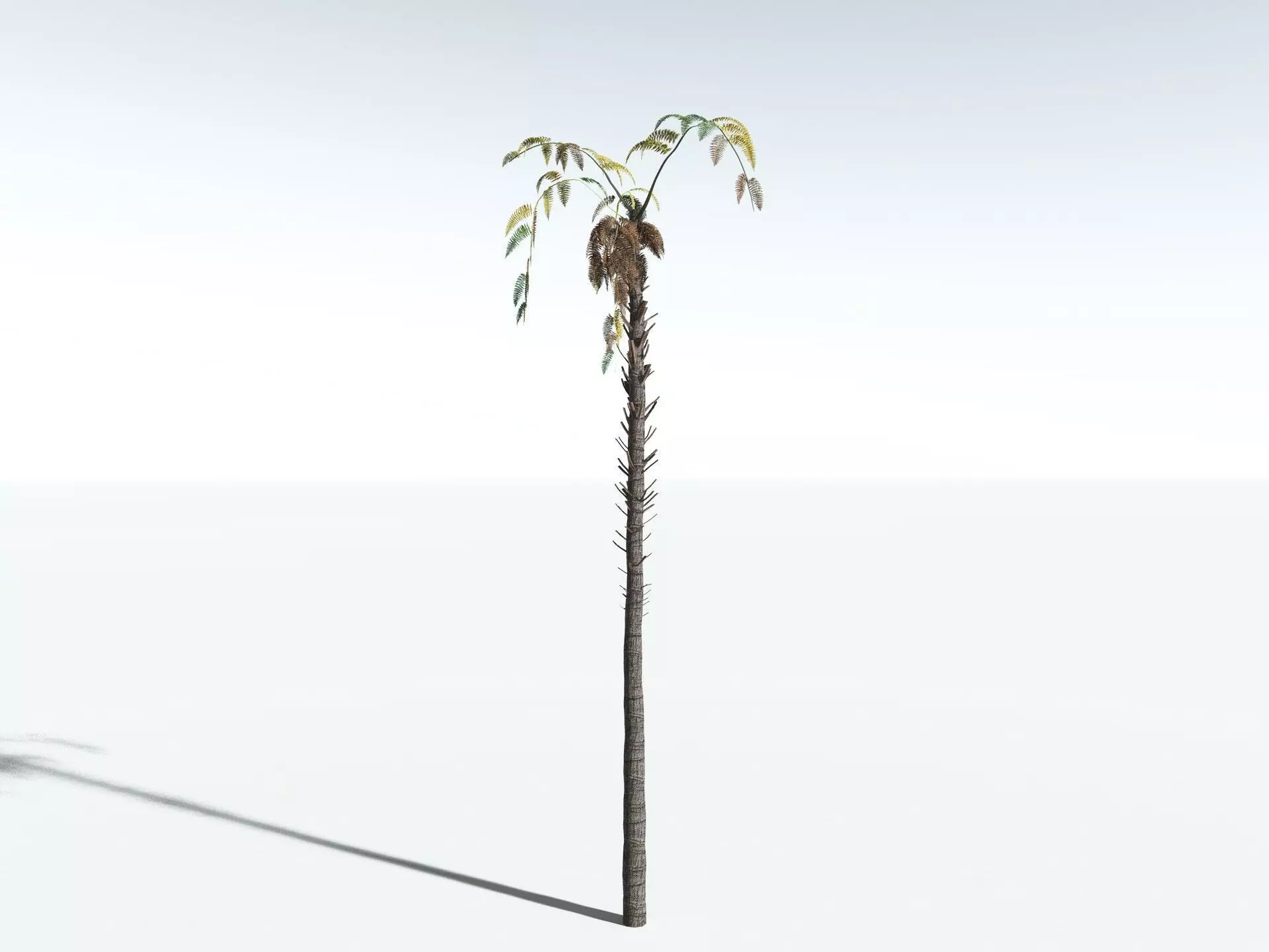 EVERYPlant Black Tree Fern LowPoly Low-poly 3D model_14