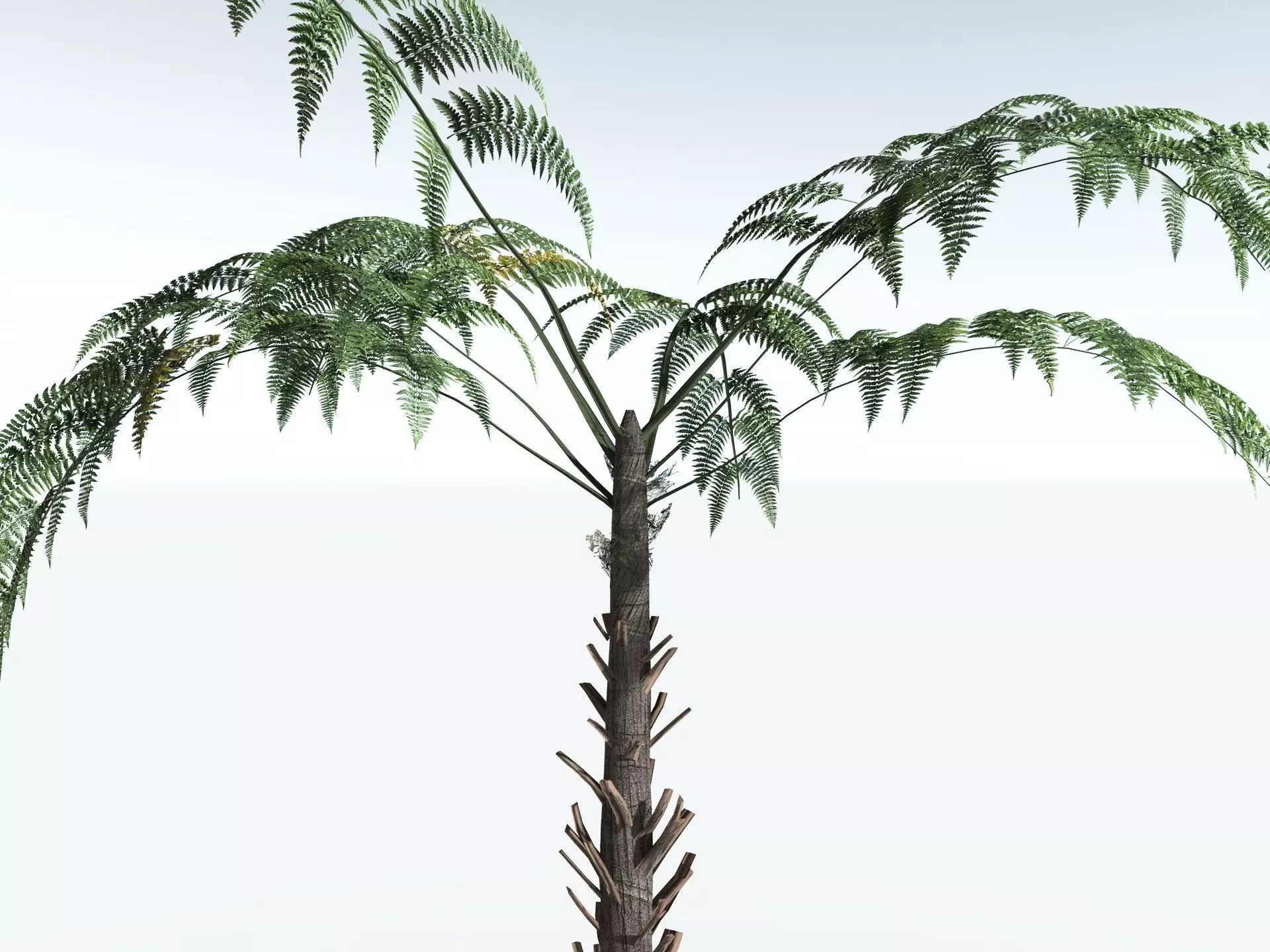 EVERYPlant Black Tree Fern LowPoly Low-poly 3D model_23
