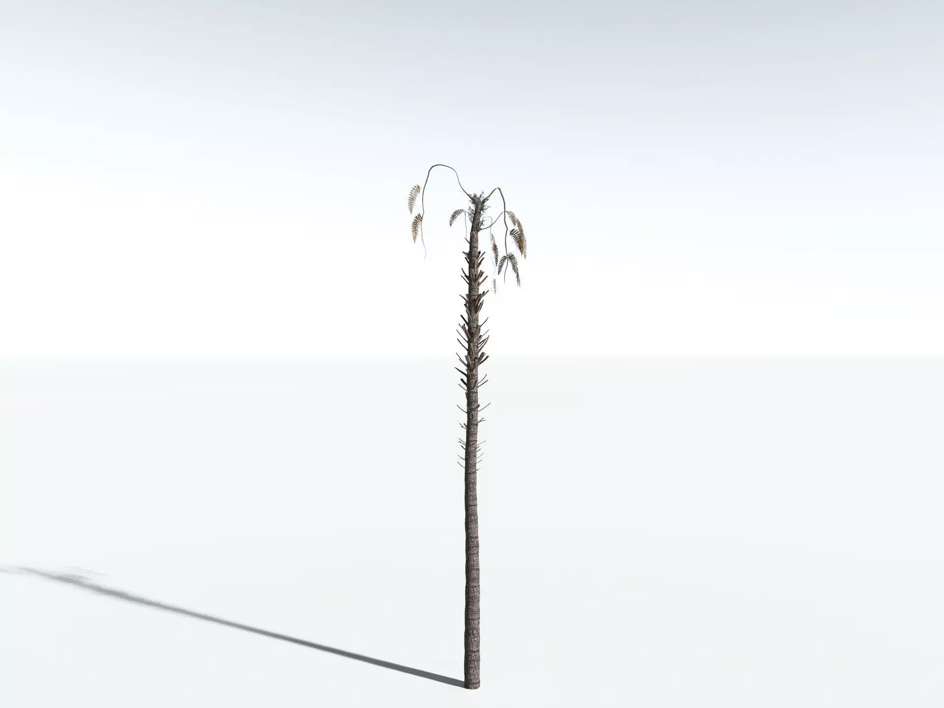 EVERYPlant Black Tree Fern LowPoly Low-poly 3D model_18