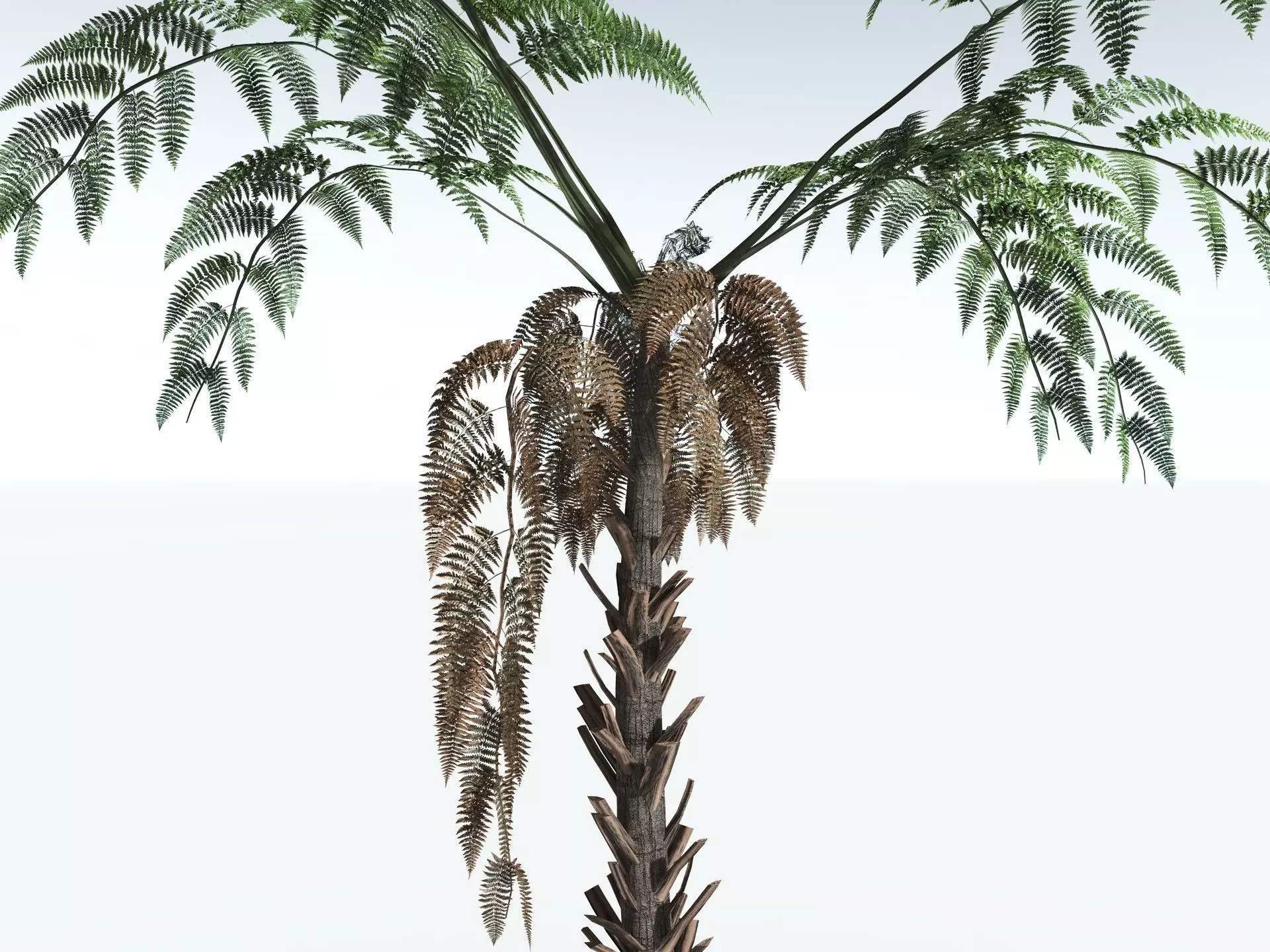 EVERYPlant Black Tree Fern LowPoly Low-poly 3D model_11