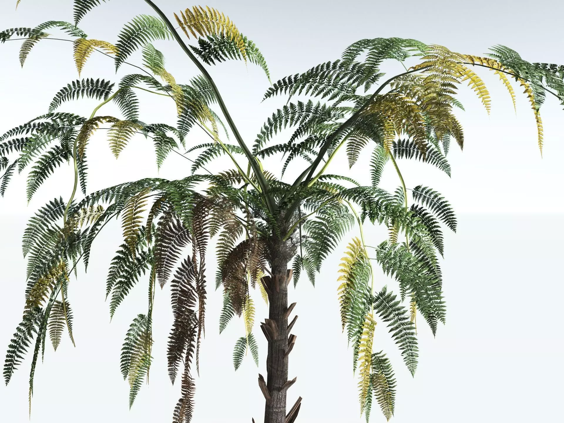 EVERYPlant Black Tree Fern LowPoly Low-poly 3D model_13
