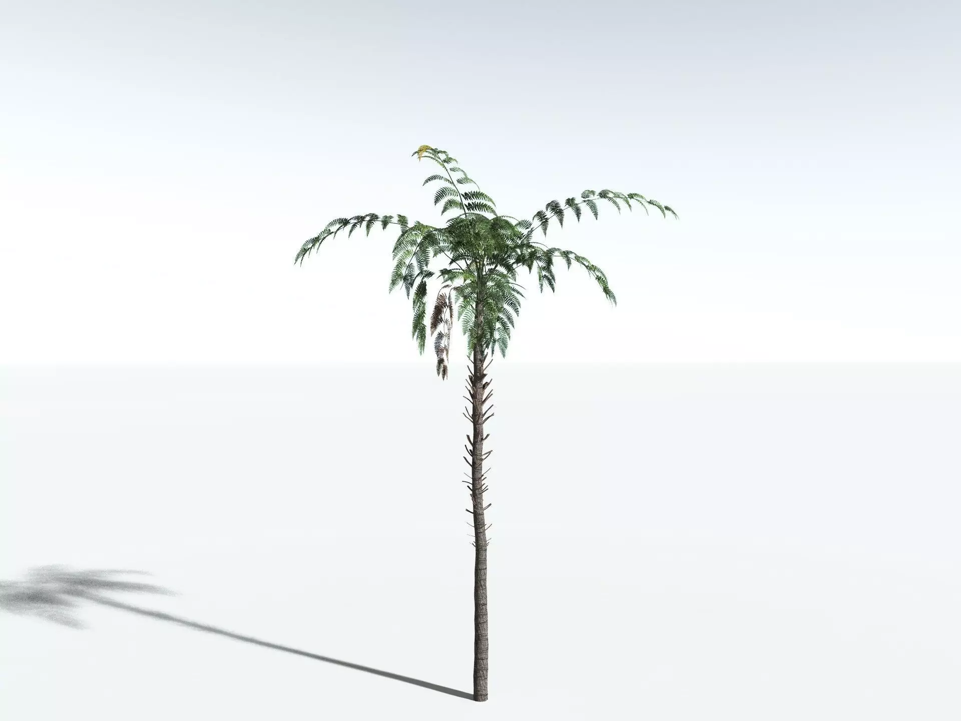 EVERYPlant Black Tree Fern LowPoly Low-poly 3D model_2