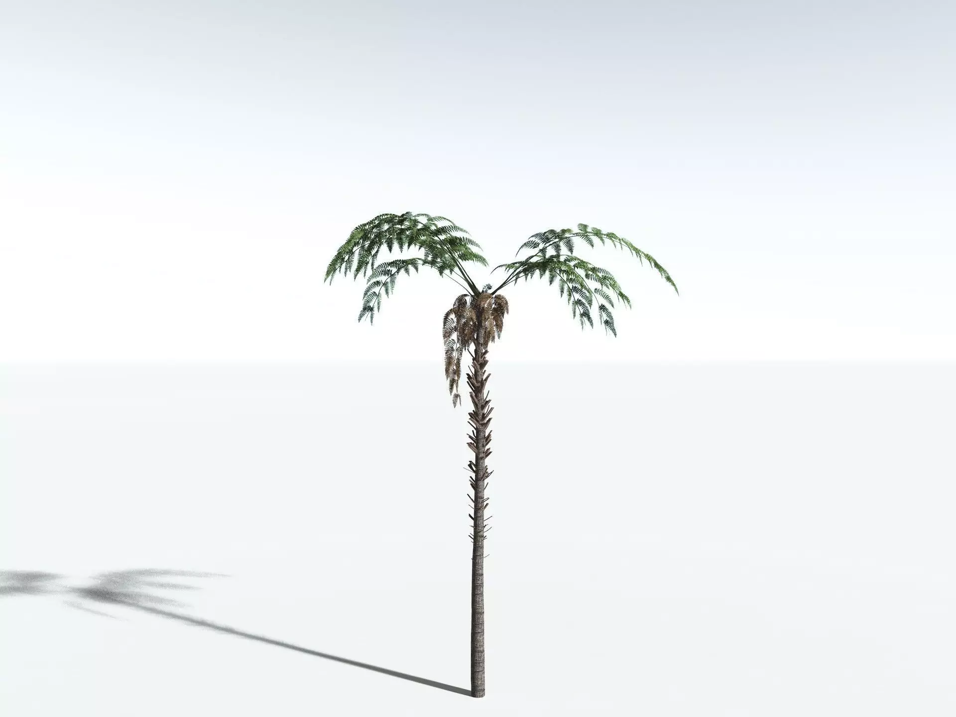 EVERYPlant Black Tree Fern LowPoly Low-poly 3D model_10