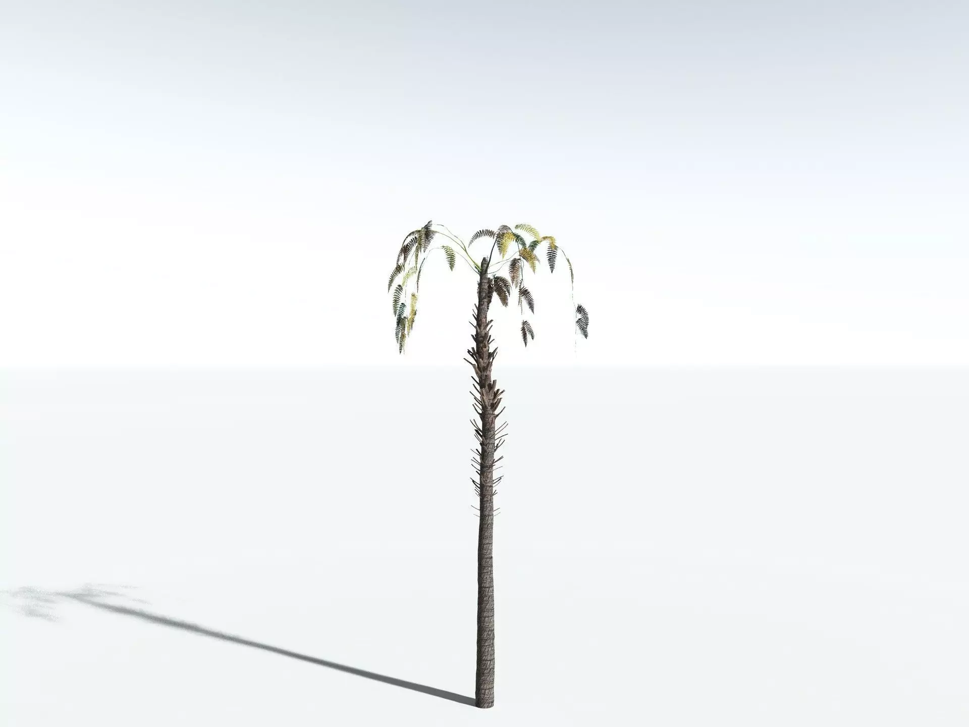 EVERYPlant Black Tree Fern LowPoly Low-poly 3D model_16