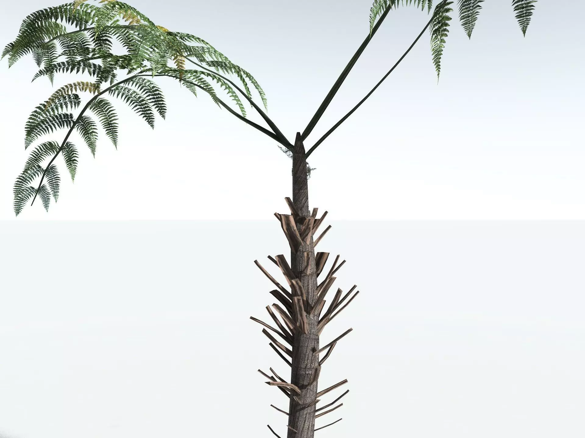 EVERYPlant Black Tree Fern LowPoly Low-poly 3D model_25
