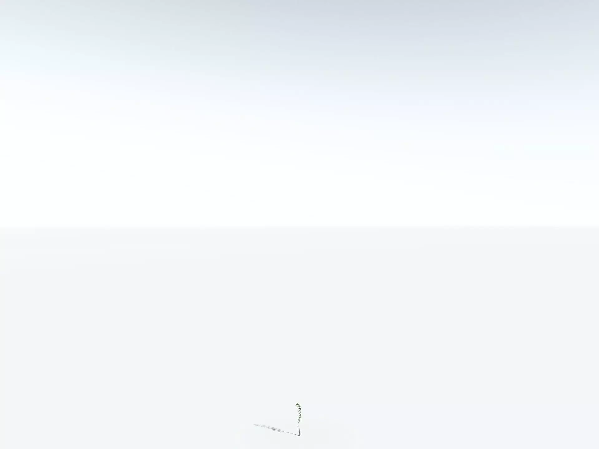 EVERYPlant Black Tree Fern LowPoly Low-poly 3D model_28