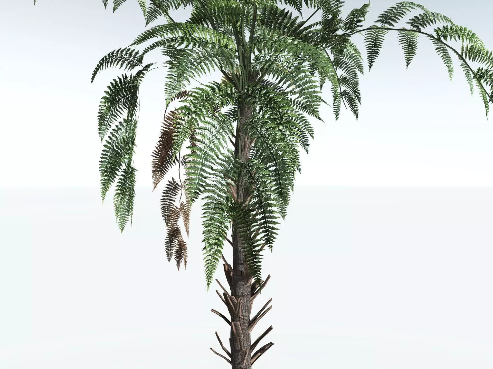 EVERYPlant Black Tree Fern LowPoly Low-poly 3D model_3