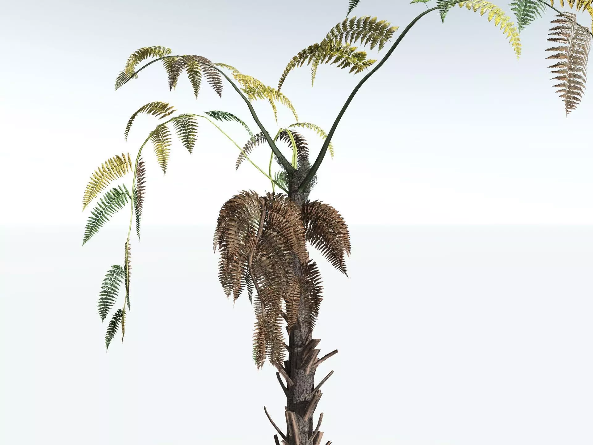 EVERYPlant Black Tree Fern LowPoly Low-poly 3D model_15