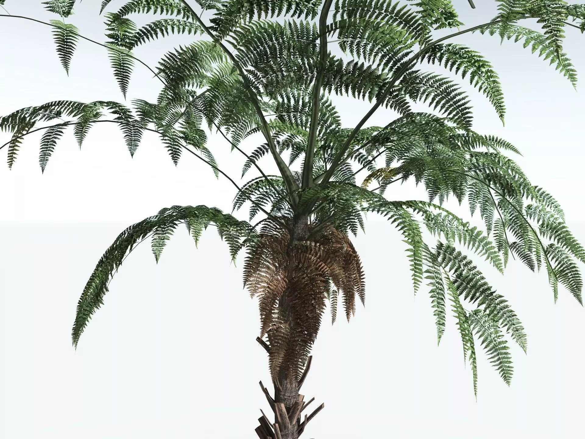 EVERYPlant Black Tree Fern LowPoly Low-poly 3D model_1