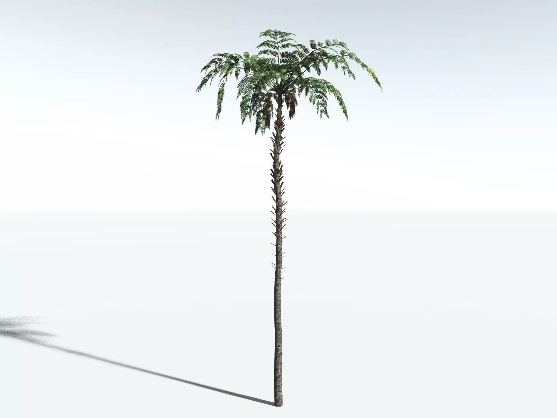 EVERYPlant Black Tree Fern LowPoly Low-poly 3D model_8