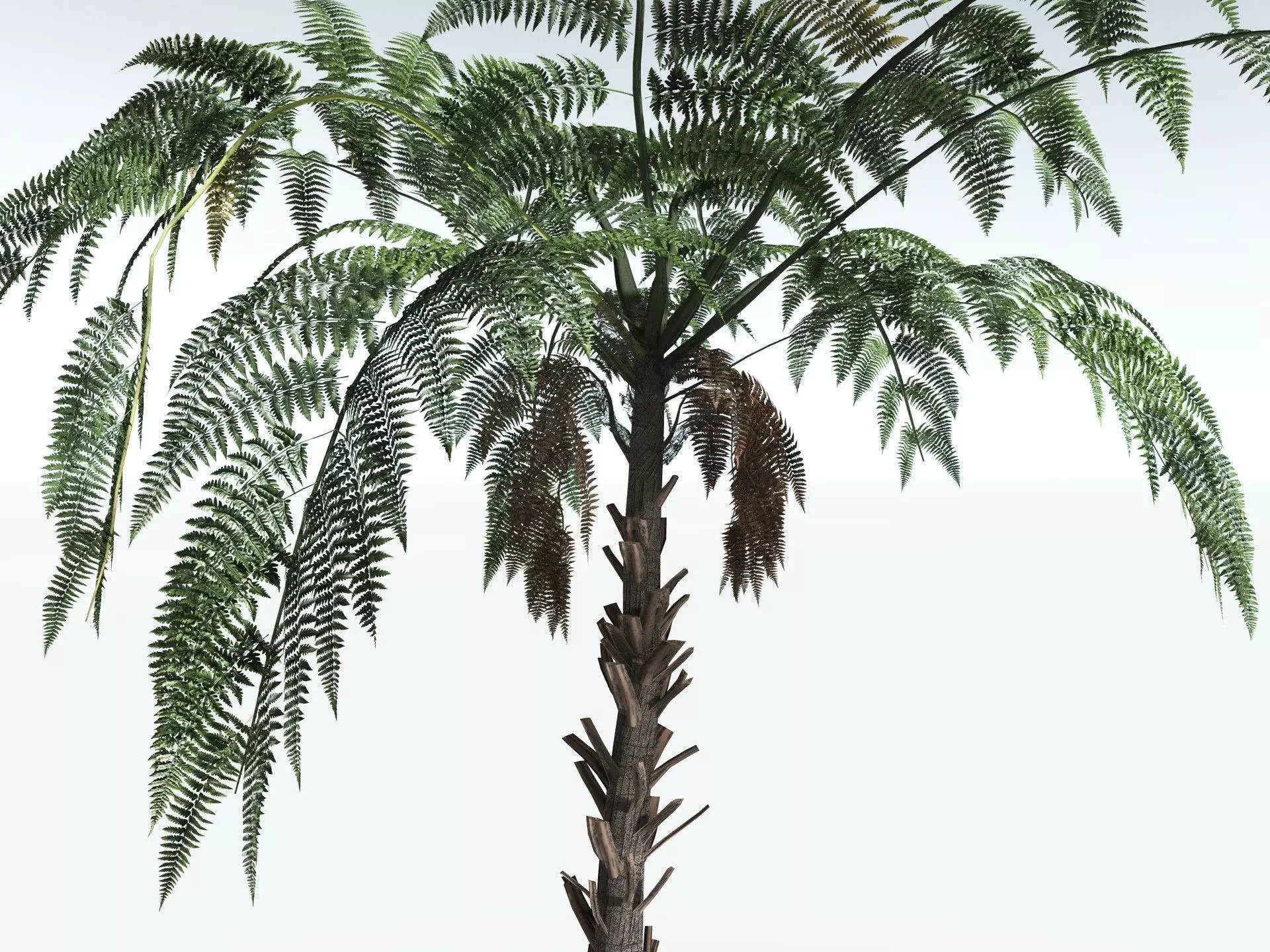 EVERYPlant Black Tree Fern LowPoly Low-poly 3D model_9