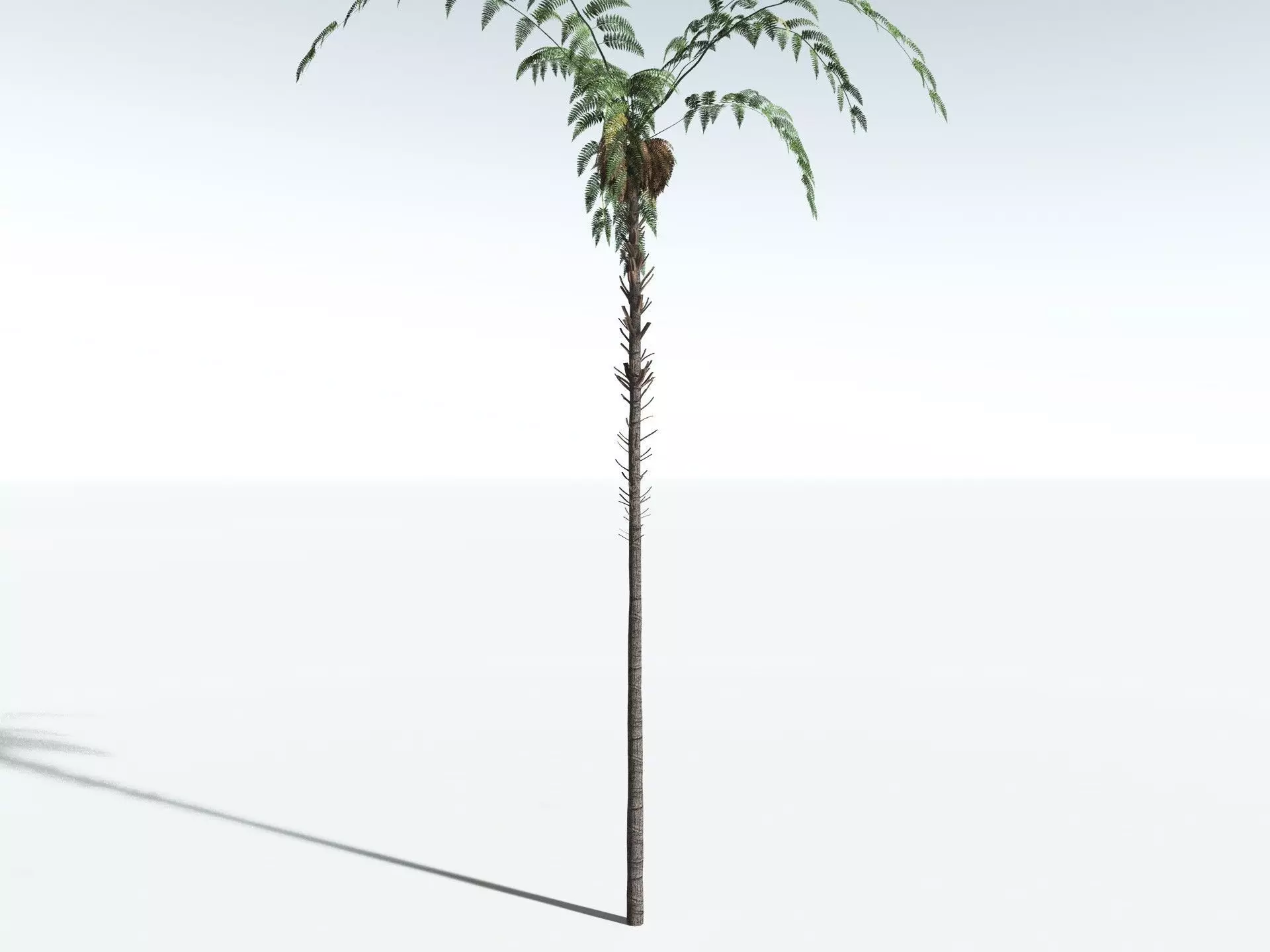 EVERYPlant Black Tree Fern LowPoly Low-poly 3D model_20