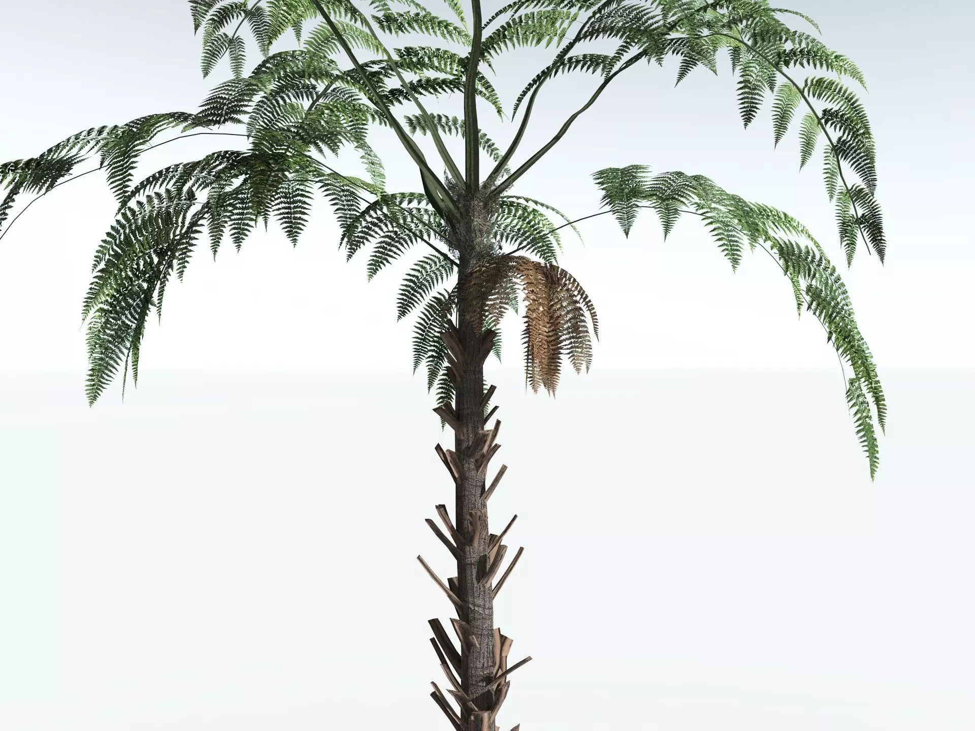 EVERYPlant Black Tree Fern LowPoly Low-poly 3D model_5