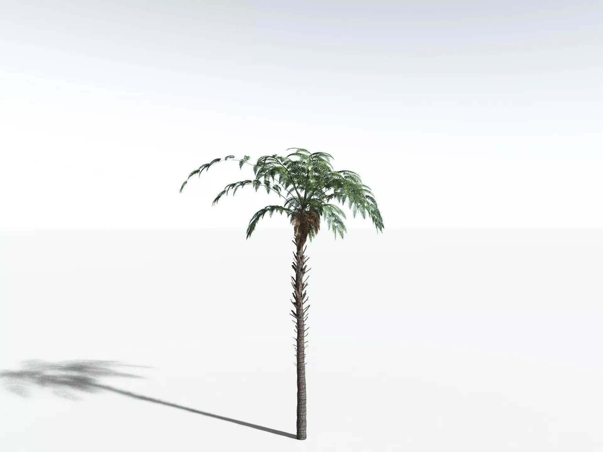 EVERYPlant Black Tree Fern LowPoly Low-poly 3D model_0