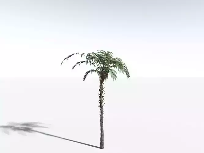 EVERYPlant Black Tree Fern LowPoly