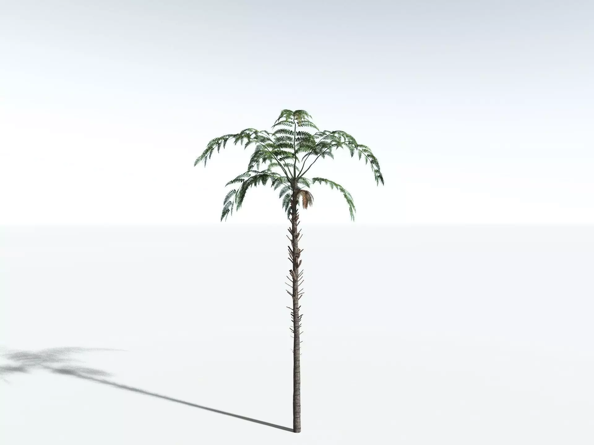 EVERYPlant Black Tree Fern LowPoly Low-poly 3D model_4