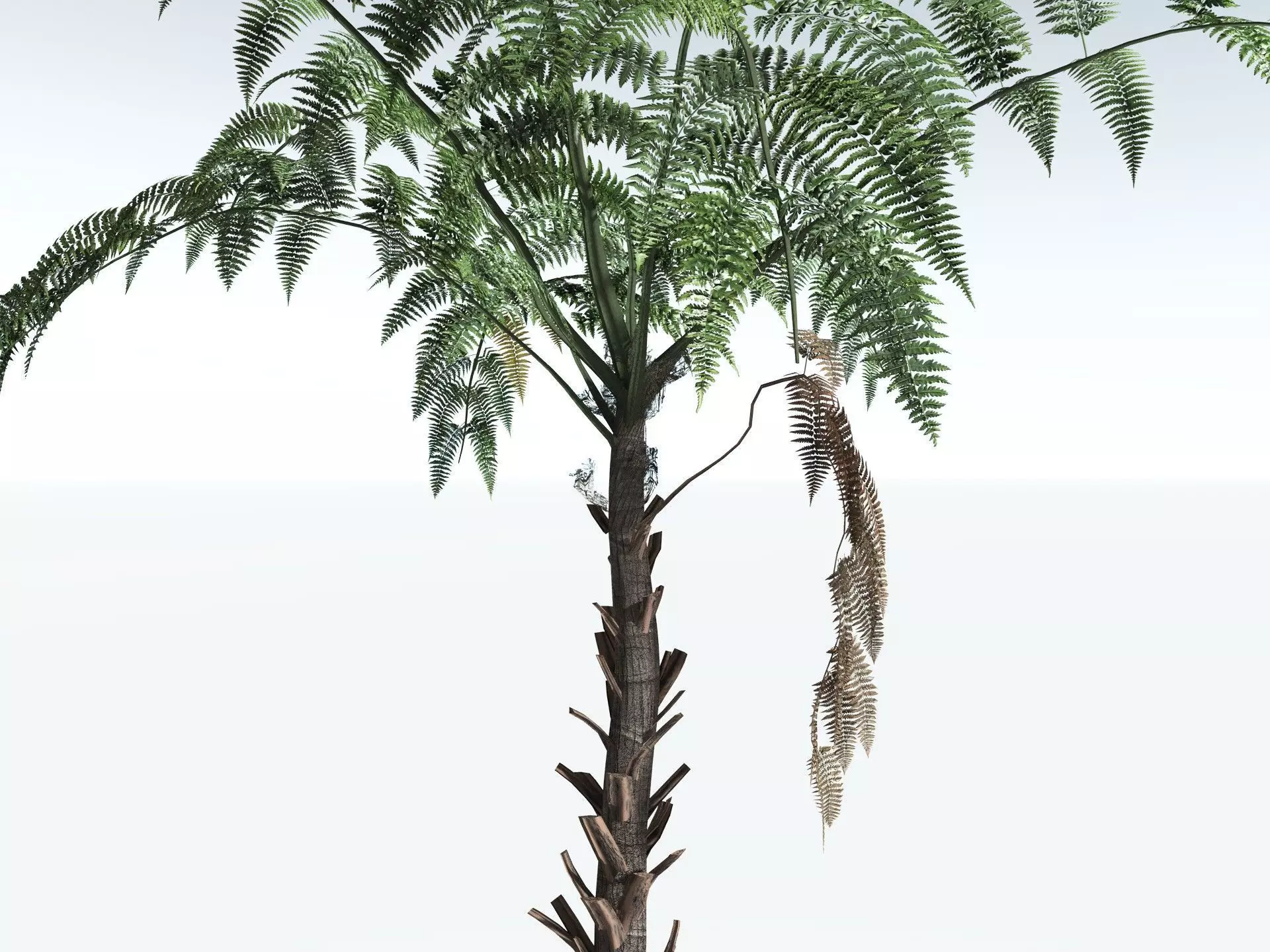 EVERYPlant Black Tree Fern LowPoly Low-poly 3D model_7