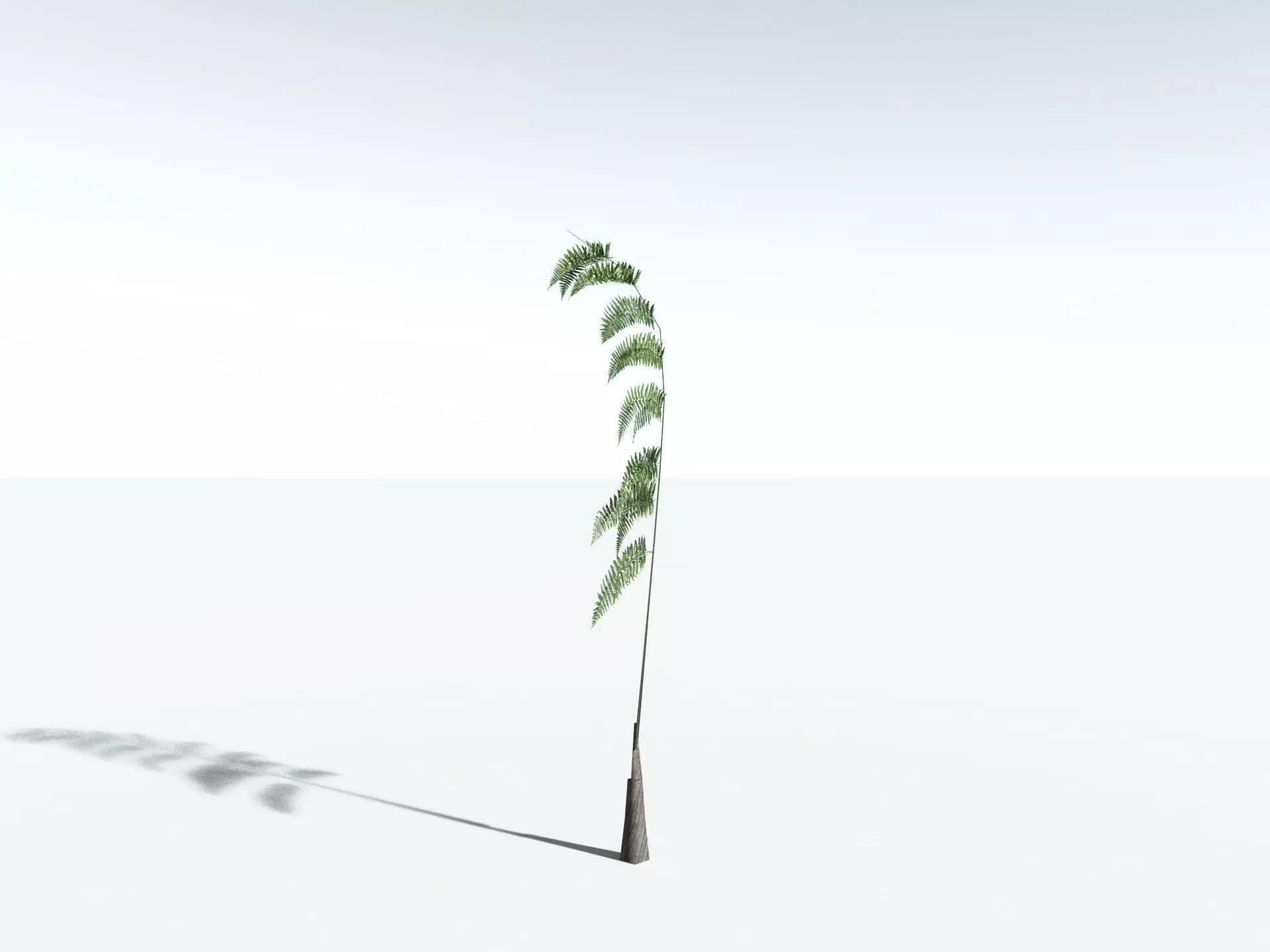 EVERYPlant Black Tree Fern LowPoly Low-poly 3D model_29