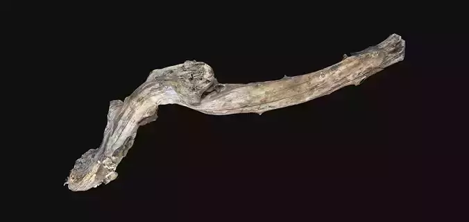 Withered Piece of wood branch 3d scan in highpoly