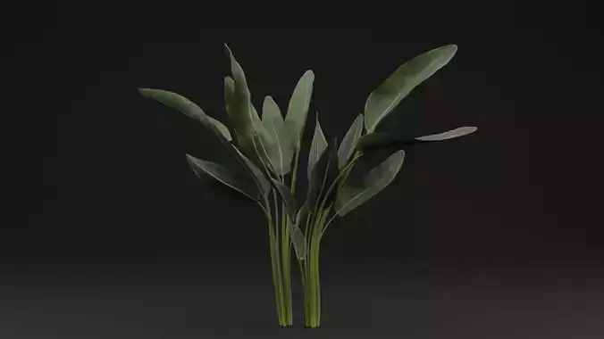 Paradisaea Raggiana Plant