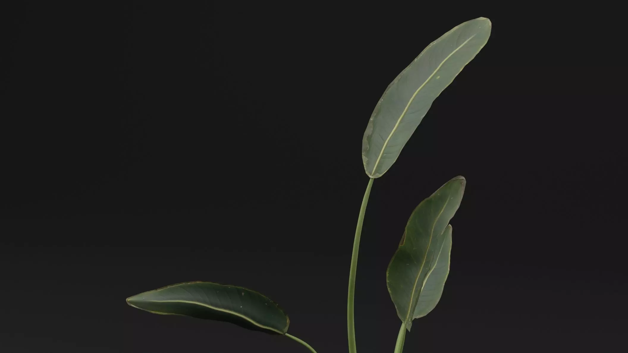 Paradisaea Raggiana Plant Low-poly 3D model_1