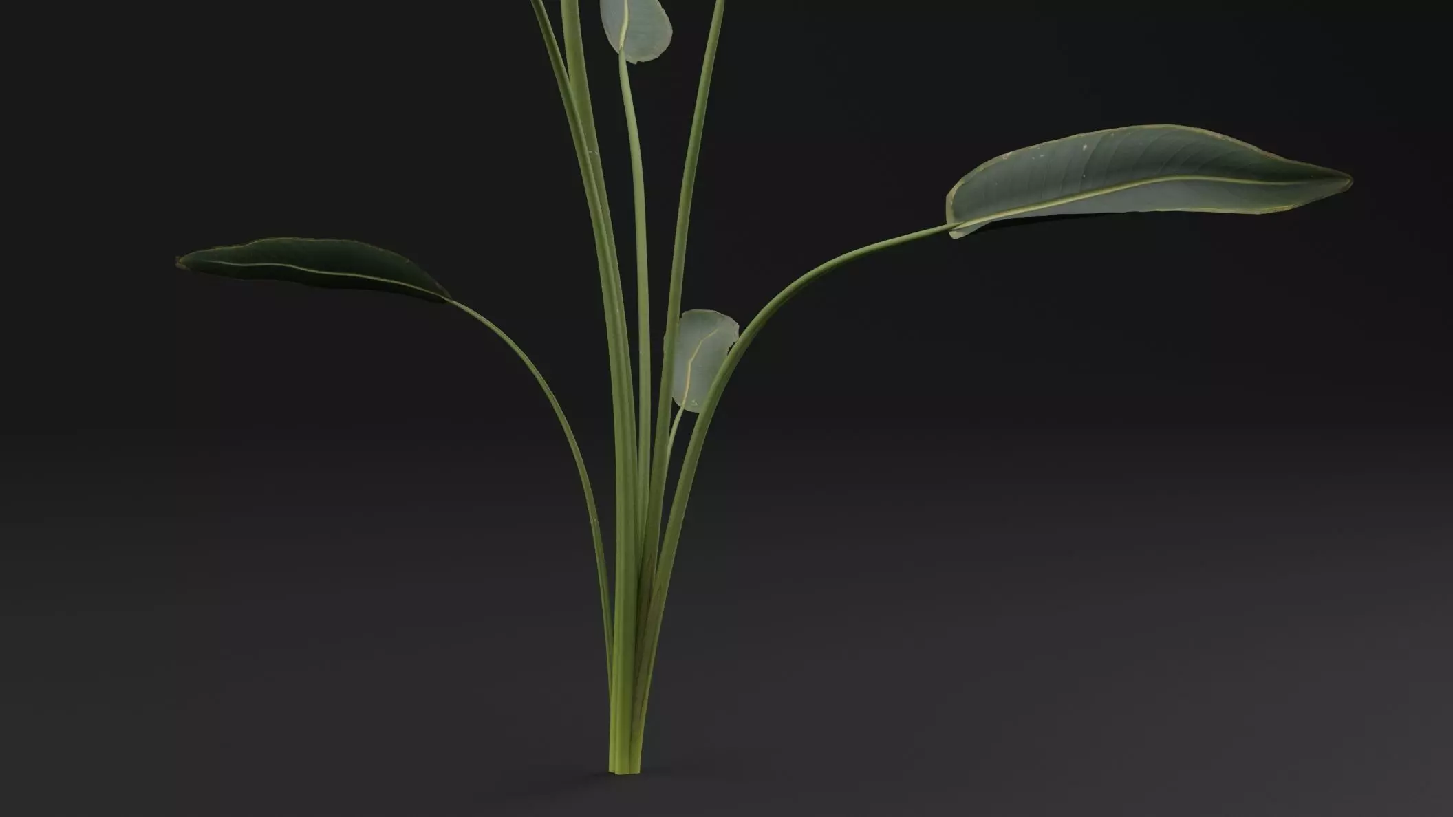 Paradisaea Raggiana Plant Low-poly 3D model_2