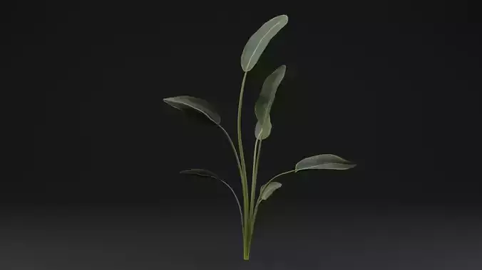 Paradisaea Raggiana Plant