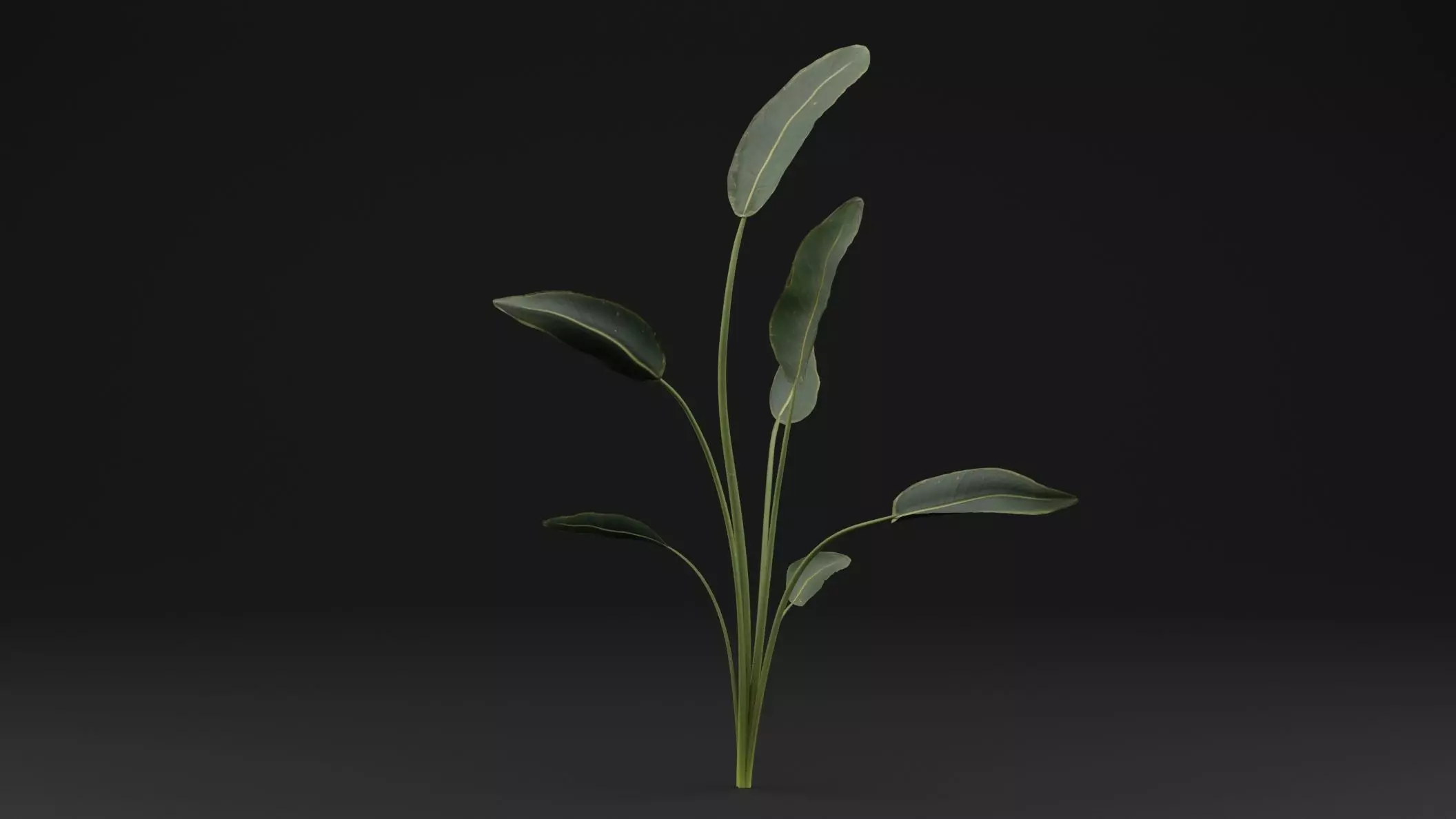 Paradisaea Raggiana Plant Low-poly 3D model_0