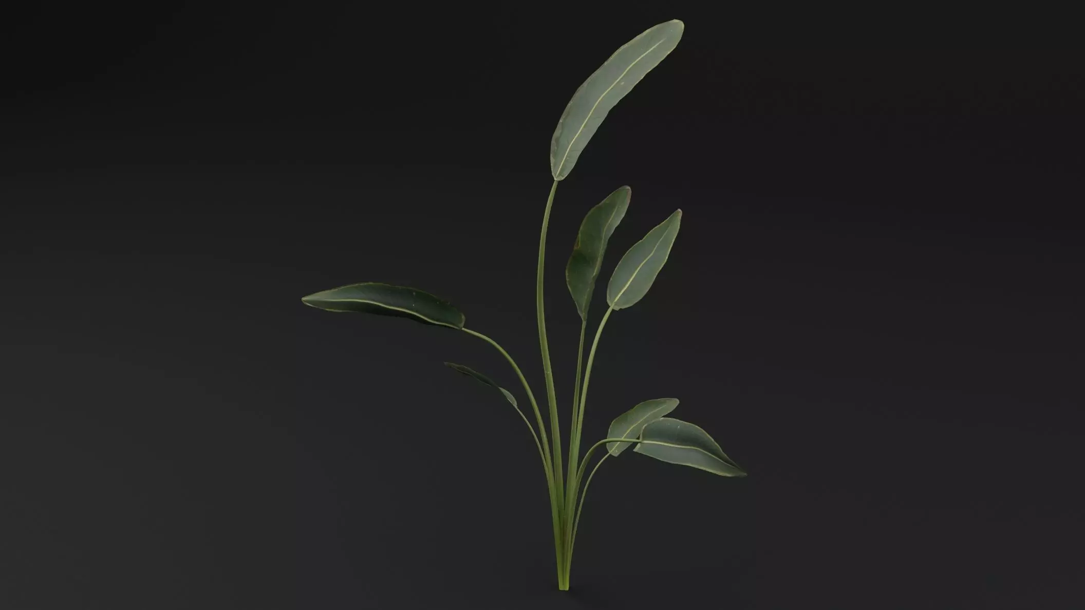 Paradisaea Raggiana Plant Low-poly 3D model_4