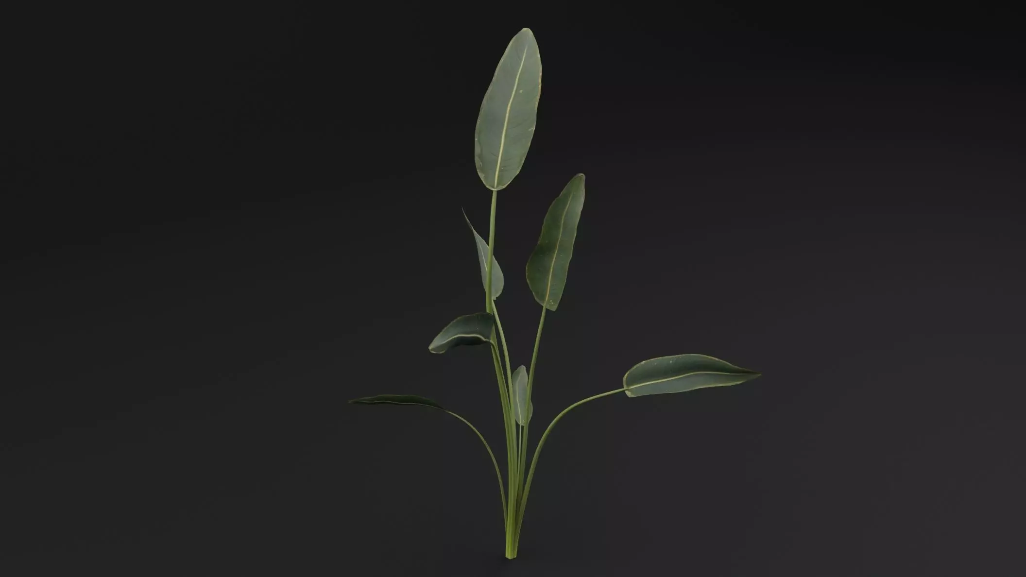 Paradisaea Raggiana Plant Low-poly 3D model_3