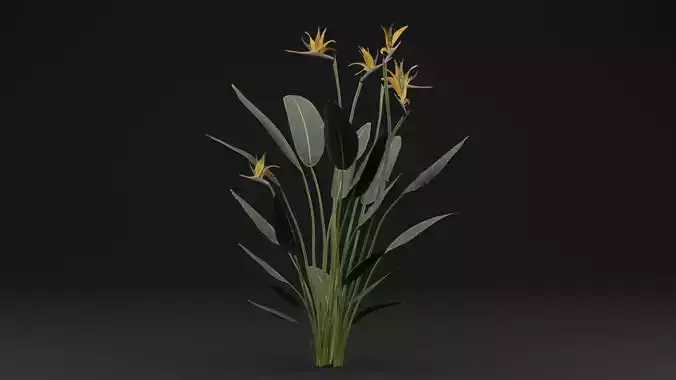 Paradisaea Raggiana Plant